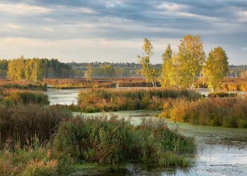 Lupta disperată a ecologiștilor ruși pentru salvarea unui parc național de lângă Moscova