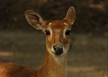 Zeci de căprioare și alpaca vor fi aduse în Parcul Romanescu din Craiova / Primar: ”Animalele vor fi hrănite doar cu (…)