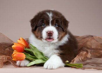 Animalele de companie pot încetini îmbătrânirea biologică a femeilor