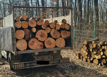 Clujean reținut de polițiștii bihoreni după ce a furat 29 de arbori în valoare de 28.000 de lei