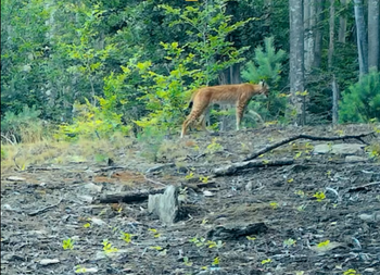 RÂS surprins de camerele de monitorizare montate în Parcul Naţional Semenic – Cheile Caraşului. Imaginile au fost (…)