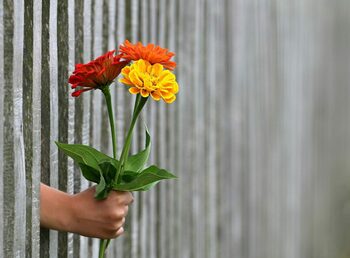 Premieră mondială: Oamenii de ştiinţă israelieni înregistrează comunicare acustică între plante şi animale