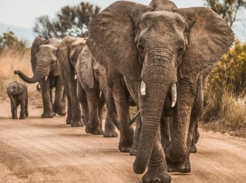 Crește numărul de elefanţi şi rinoceri din Kenya / Două treimi dintre elefanți trăiesc în afara parcurilor şi (…)