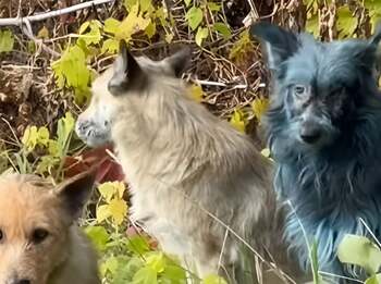 Fenomen straniu la Cernobîl: Câini cu blană albastră descoperiți în zona interzisă. Specialiștii spun că ar fi vorba (…)