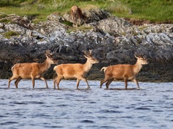 Orwell a scris „1984” pe o insulă scoțiană pustie, în timp ce se lupta cu tuberculoza. După 75 de ani, insula a (…)