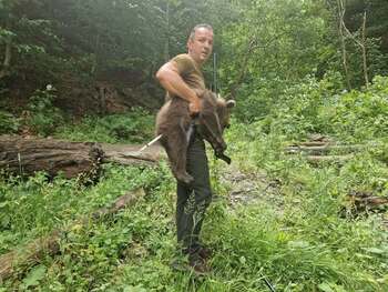 Unul dintre puii ursoaicei împușcate pe Transfăgărășan a fost salvat. Ceilalți doi sunt în continuare căutați
