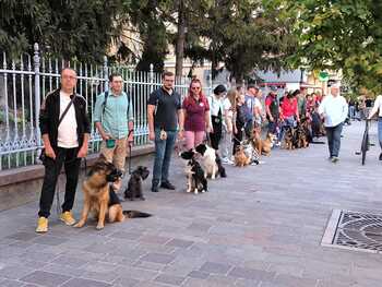 Eveniment cu patru lăbuțe: Marș cu câini în Oradea pentru drepturile animalelor și responsabilitate civică