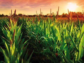 Val de schimbări la vârful marilor distribuitori de inputuri agricole, în 2025: multinaţionalele Bayer, BASF şi (…)