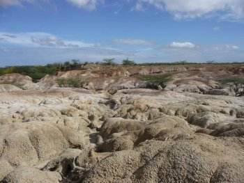 Fosilele de Anaconda arată de ce sunt acești șerpi atât de mari