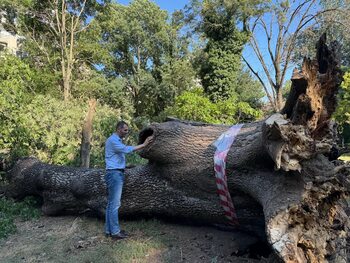 Administratorul public al Capitalei spune că se vor aplica noi amenzi, după reluarea tăierilor în zona Nicolae (…)