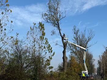 Amplă acțiune de toaletare a arborilor de lângă drumurile județene din Ilfov