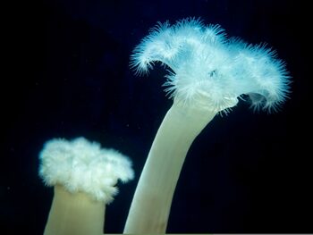 Descoperirea care ar putea rescrie evoluția. Ce au aflat cercetătorii despre anemonele de mare?