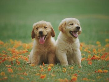 De ce le dăm porecle animalelor noastre de companie? Ce impact au asupra câinilor și pisicilor, potrivit oamenilor (…)