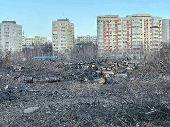 Peste 50 de organizații cer Consiliului General să mărească drastic amenzile pentru defrișările ilegale din București