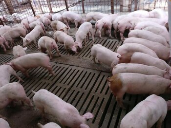 Industria cărnii de porc se confruntă cu boli și incertitudini la nivel mondial. România nu-și poate asigura nici (…)