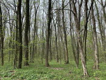 O suprafață de pădure cât 35% din teritoriul României, distrusă la nivel global în 2024
