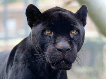 Afacerea PANTERA: Cum un presupus animal dispărut din Bulgaria a devenit fenomen internațional
