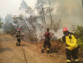 RAPORT/ Pierderea vegetaţiei în urma incendiilor din Grecia a condus la o creştere semnificativă a temperaturii solului