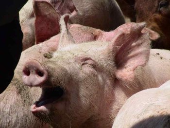 Focar de pestă porcină africană în Spania