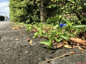 Cum s-au adaptat plantele pentru viața la oraș?