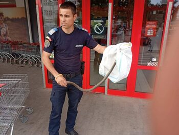 DESCOPERIRE șocantă într-un coș de cumpărături, din parcarea unui supermarket. Jandarmii au fost chemați de urgență (…)