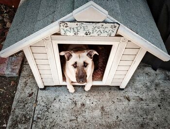 Proprietarii de câini ar putea plăti o taxă. Ce urmăresc autoritățile prin această măsură, care a stârnit deja (…)