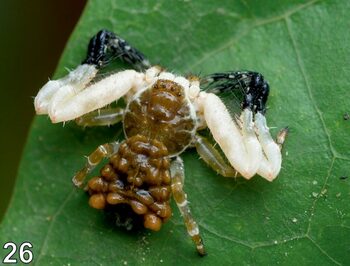 Ce fac unii păianjeni pentru a nu deveni pradă? Tactica lor nu miroase deloc bine!