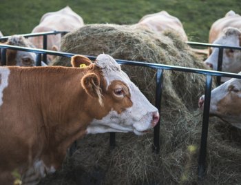 76 de vaci au murit subit în Italia / Medicii veterinari au descoperit că au inhalat fum de la un tufiș care a ars (…)