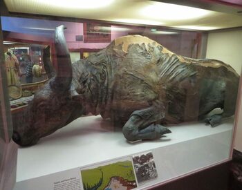 Ce au simțit cercetătorii care au mâncat un bizon mumificat în 1984?
