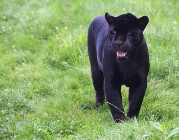 Alertă la Giurgiu, după apariția unui animal sălbatic căutat de zile întregi în Bulgaria. Pantera neagră ar fi fost (…)