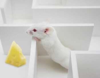 Cercetătorii chinezi au găsit „un comutator genetic” pentru regenerarea de organe