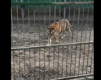 Copii mușcați de animale la un parc zoo din Suceava