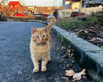 A început distribuirea căsuțelor gratuite pentru pisicile fără stăpâni din Ilfov și din București