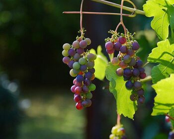 Festivalul de Bun Must și Pastramă după Gust aduce aromele toamnei în Parcul Izvor