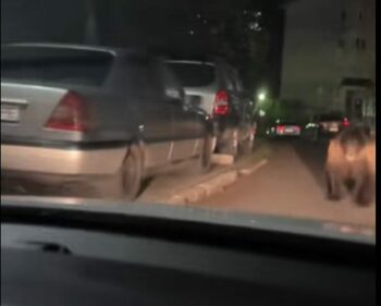 Urşii nu se mai tem nici de maşini, prin oraş. Animalul, pregătit să atace un autoturism în mers: „Dacă eram pe jos”