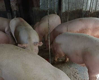 „Marfă de casă. Primim avans pentru masa de Crăciun”. Țăranii se plâng că vând porcul „de țară” pe pierdere