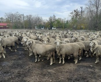 Șapte fermieri din Olt amenință cu greva foamei în fața sediului A.N.S.V.S.A.