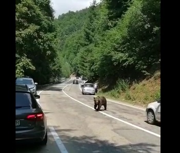 Un motociclist sirian blocat în trafic pe Transfăgărășan a fost mușcat de un urs
