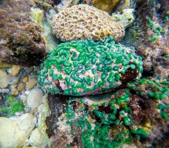 Un organism recent descoperit ar putea reprezenta o ramură complet nouă în arborele vieții