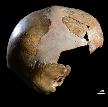 Primul hibrid uman din lume pare să rescrie istoria. Ce particularități avea copilul parte neanderthalian, parte (…)