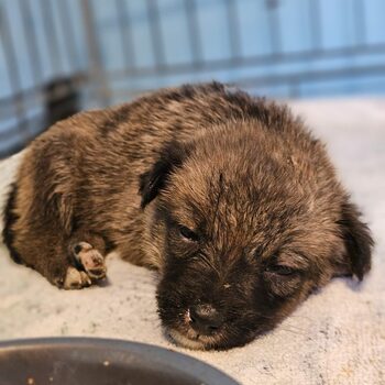 Lupta contra cronometru: canicula accentuează costul indiferenței față de rănile animalelor fără stăpân