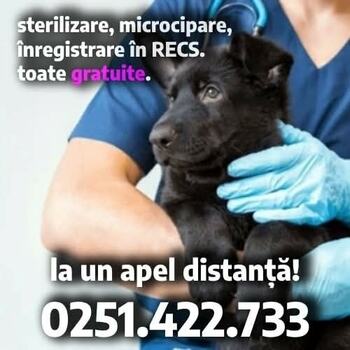 Sterilizează-ți câinele – e gratuit!