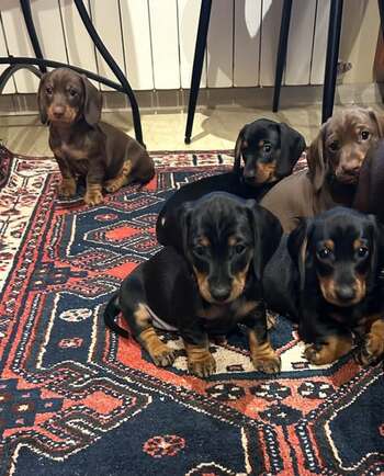 Craiovenii care au mai mult de doi pisici sau câini trebuie să scape de ei