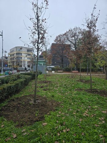 Aproape 200 de arbori, plantați în Parcul Regele Mihai I