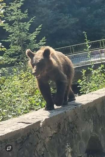 Un motociclist, cetăţean străin, a fost muşcat de un urs pe Transfăgărăşan, în zona Valea lui Stan / Victima era (…)
