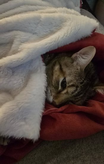 Pisica Jessy, vedeta Primăriei Sectorului 6, nu îl va urma pe Ciprian Ciucu la Primăria Capitalei