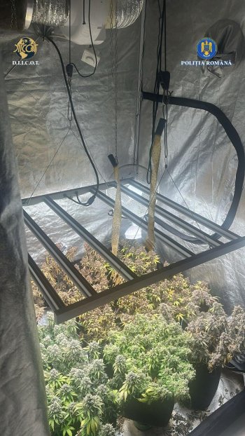 Bărbat de 34 de ani, din Ilfov, cercetat pentru trafic de droguri de risc