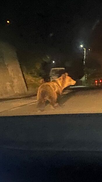 (VIDEO) Urșii dau năvală în satele din Vâlcea – intervenții de urgență în miez de noapte și în zori