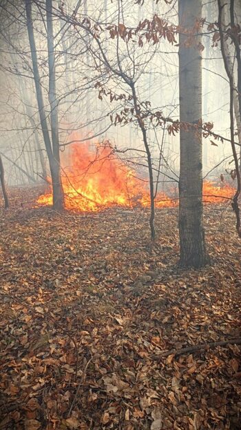 Africa, continentul cu cel mai mare risc de mortalitate din cauza incendiilor de vegetaţie