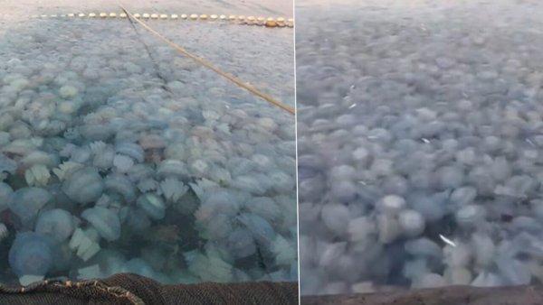 Invazie de meduze pe litoralul românesc. Au umplut plasele pescarilor şi plajele la Constanţa şi Agigea (Gândul)